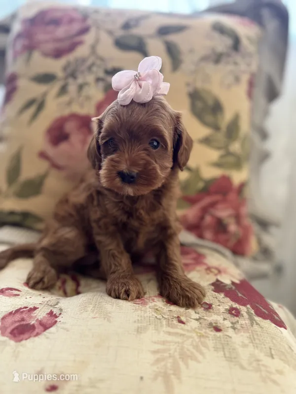 Lyla  – Maltipoo puppy for sale in Wildomar, CA