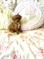 Posey, a female Maltipoo for sale in Wildomar, CA – 2 of 2