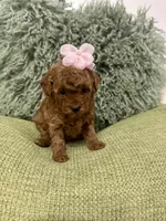 Poppy , a female Maltipoo for sale in Wildomar, CA – 2 of 3