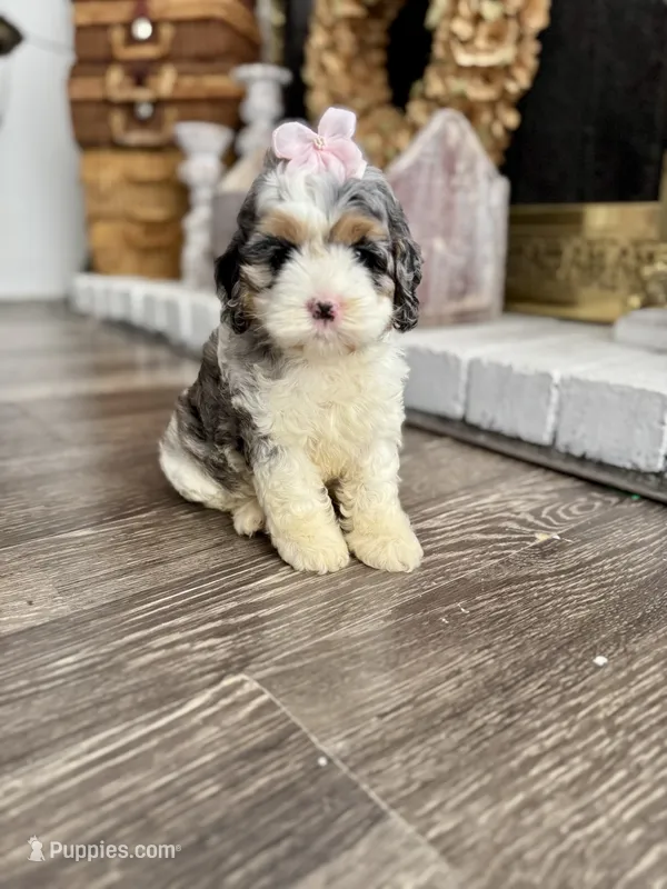 Olive – Cockapoo, Poodle - Miniature  puppy for sale in Wildomar, CA