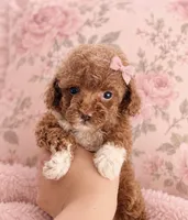 Pearl , a female Maltipoo and Poodle - Toy  for sale in Wildomar, CA – 2 of 2