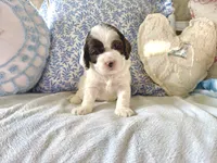 Grayson, a male Cockapoo for sale in Wildomar, CA – 3 of 3