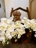 Nash, a male Maltipoo and Poodle - Toy  for sale in Wildomar, CA – 3 of 3