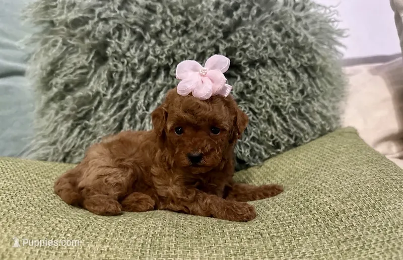 Poppy  – Maltipoo puppy for sale in Wildomar, CA
