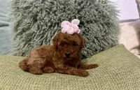 Poppy , a female Maltipoo for sale in Wildomar, CA – 1 of 3