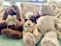 Olive, a female Cockapoo and Poodle - Miniature  for sale in Wildomar, CA – 3 of 4