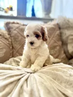Moose, a male Cockapoo and Poodle - Miniature  for sale in Wildomar, CA – 3 of 4