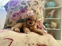 Honey, a female Maltipoo and Poodle - Toy  for sale in Wildomar, CA – 1 of 2