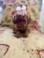Lyla , a female Maltipoo for sale in Wildomar, CA – 4 of 4
