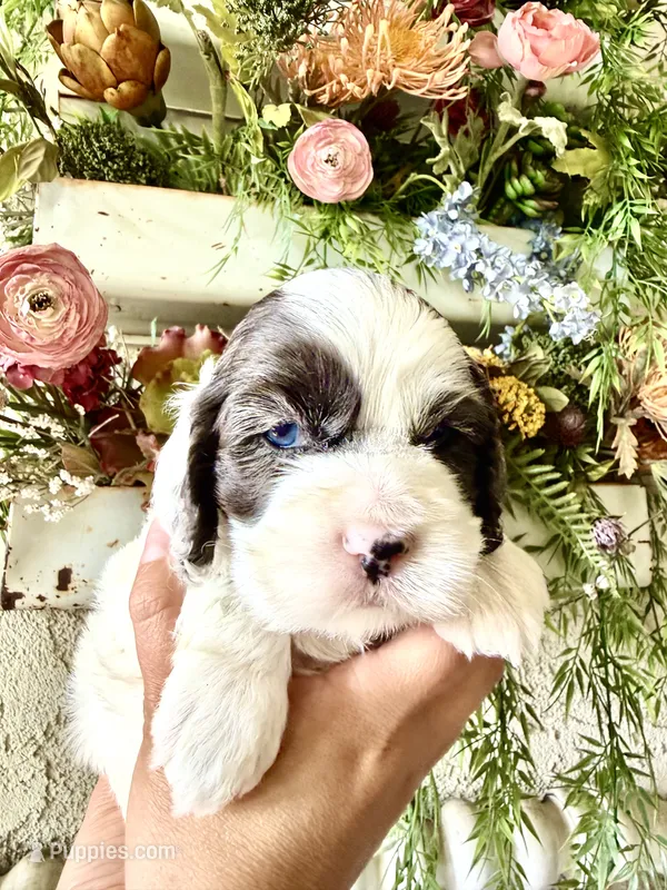 Grayson – Cockapoo puppy for sale in Wildomar, CA