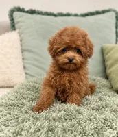 Winnie , a male Maltipoo and Poodle - Toy  for sale in Wildomar, CA – 2 of 2