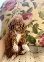 Posie, a female Cockapoo and Poodle - Toy  for sale in Wildomar, CA – 2 of 2