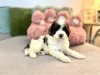 Hazel, a female Cockapoo and Poodle - Toy  for sale in Wildomar, CA – 2 of 2