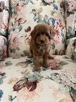 Rocco , a male Maltipoo for sale in Wildomar, CA – 3 of 4