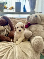 Moose, a male Cockapoo and Poodle - Miniature  for sale in Wildomar, CA – 2 of 4