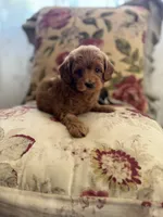 Rocco , a male Maltipoo for sale in Wildomar, CA – 2 of 4