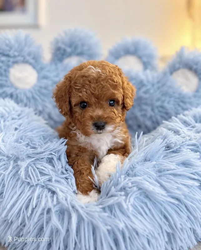 Rue – Maltipoo, Poodle - Toy  puppy for sale in Wildomar, CA