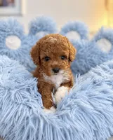 Rue, a male Maltipoo and Poodle - Toy  for sale in Wildomar, CA – 1 of 2