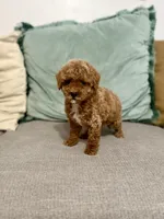 Nash, a male Maltipoo and Poodle - Toy  for sale in Wildomar, CA – 2 of 3