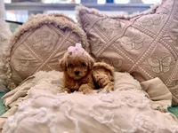 Honey, a female Maltipoo and Poodle - Toy  for sale in Wildomar, CA – 2 of 2