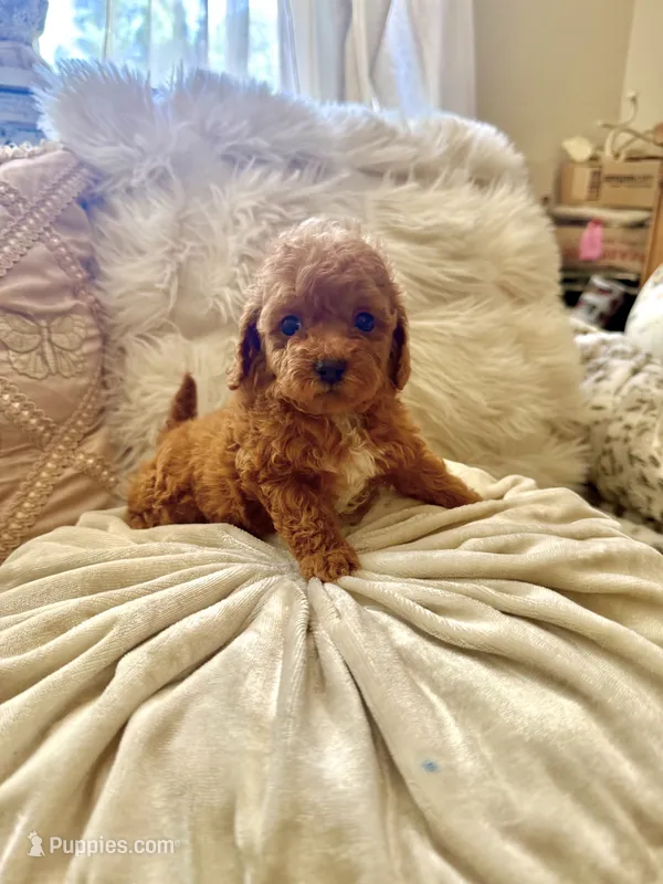 Petal – Cockapoo, Poodle - Toy  puppy for sale in Wildomar, CA