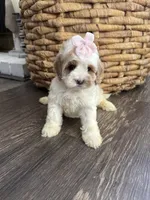 Winnie, a female Cockapoo and Poodle - Miniature  for sale in Wildomar, CA – 4 of 4