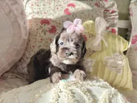 Graylee, a female Cockapoo for sale in Wildomar, CA – 3 of 3
