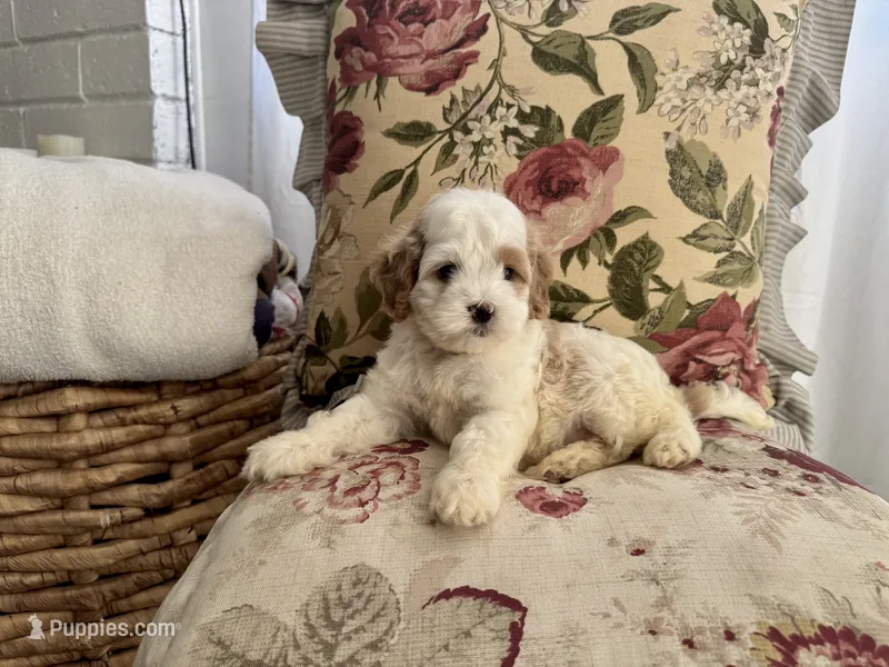 Moose – Cockapoo, Poodle - Miniature  puppy for sale in Wildomar, CA