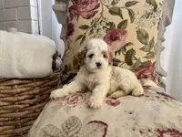 Moose, a male Cockapoo and Poodle - Miniature  for sale in Wildomar, CA – 1 of 4