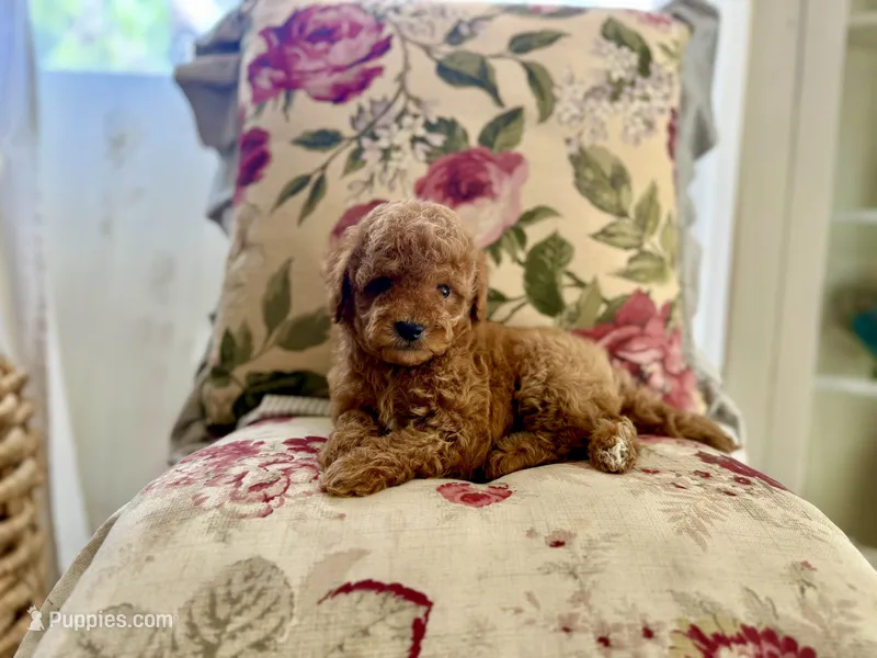 Teddy – Maltipoo, Poodle - Toy  puppy for sale in Wildomar, CA