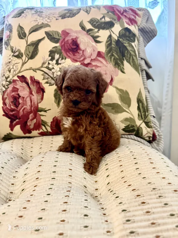 Pumpkin  – Maltipoo, Poodle - Toy  puppy for sale in Wildomar, CA