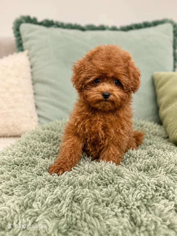 Winston  – Maltipoo, Poodle - Toy  puppy for sale in Wildomar, CA