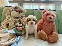 Thor, a male Cockapoo for sale in Wildomar, CA – Photo 2 of 3