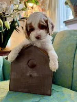 Thor, a male Cockapoo for sale in Wildomar, CA – Photo 3 of 3