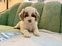 Thor, a male Cockapoo for sale in Wildomar, CA – Photo 1 of 3