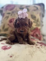 Lyla , a female Maltipoo for sale in Wildomar, CA – 3 of 4