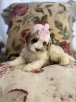 Winnie, a female Cockapoo and Poodle - Miniature  for sale in Wildomar, CA – 3 of 4
