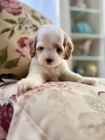 Moose, a male Cockapoo and Poodle - Miniature  for sale in Wildomar, CA – 4 of 4