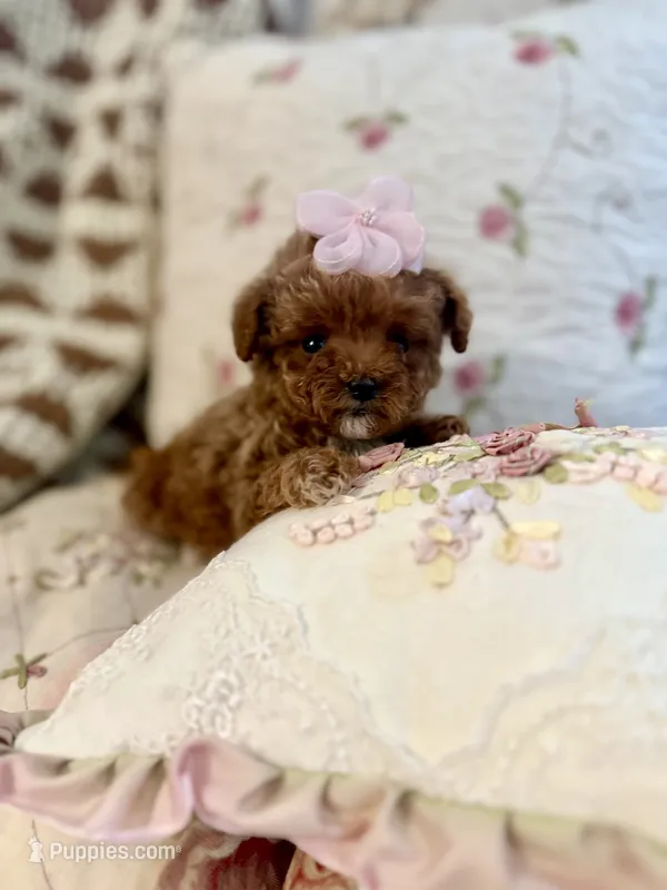 Posey – Maltipoo puppy for sale in Wildomar, CA