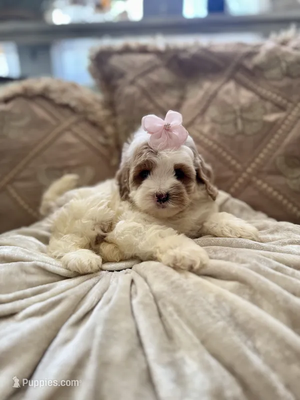 Winnie – Cockapoo, Poodle - Miniature  puppy for sale in Wildomar, CA