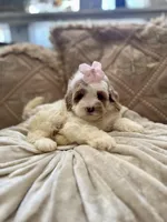 Winnie, a female Cockapoo and Poodle - Miniature  for sale in Wildomar, CA – 1 of 4