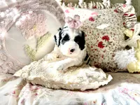 Whimsy , a female Cockapoo for sale in Wildomar, CA – 1 of 2