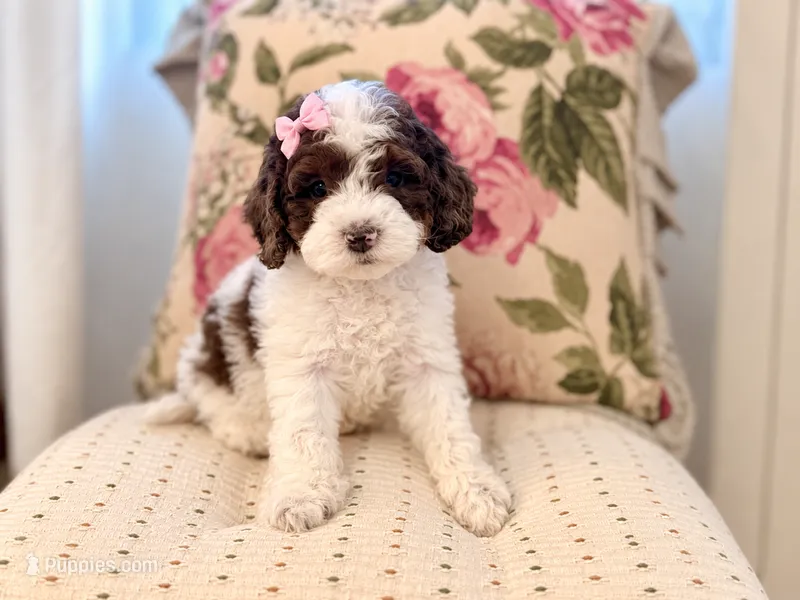 Hazel – Cockapoo, Poodle - Toy  puppy for sale in Wildomar, CA