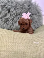 Poppy , a female Maltipoo for sale in Wildomar, CA – 3 of 3