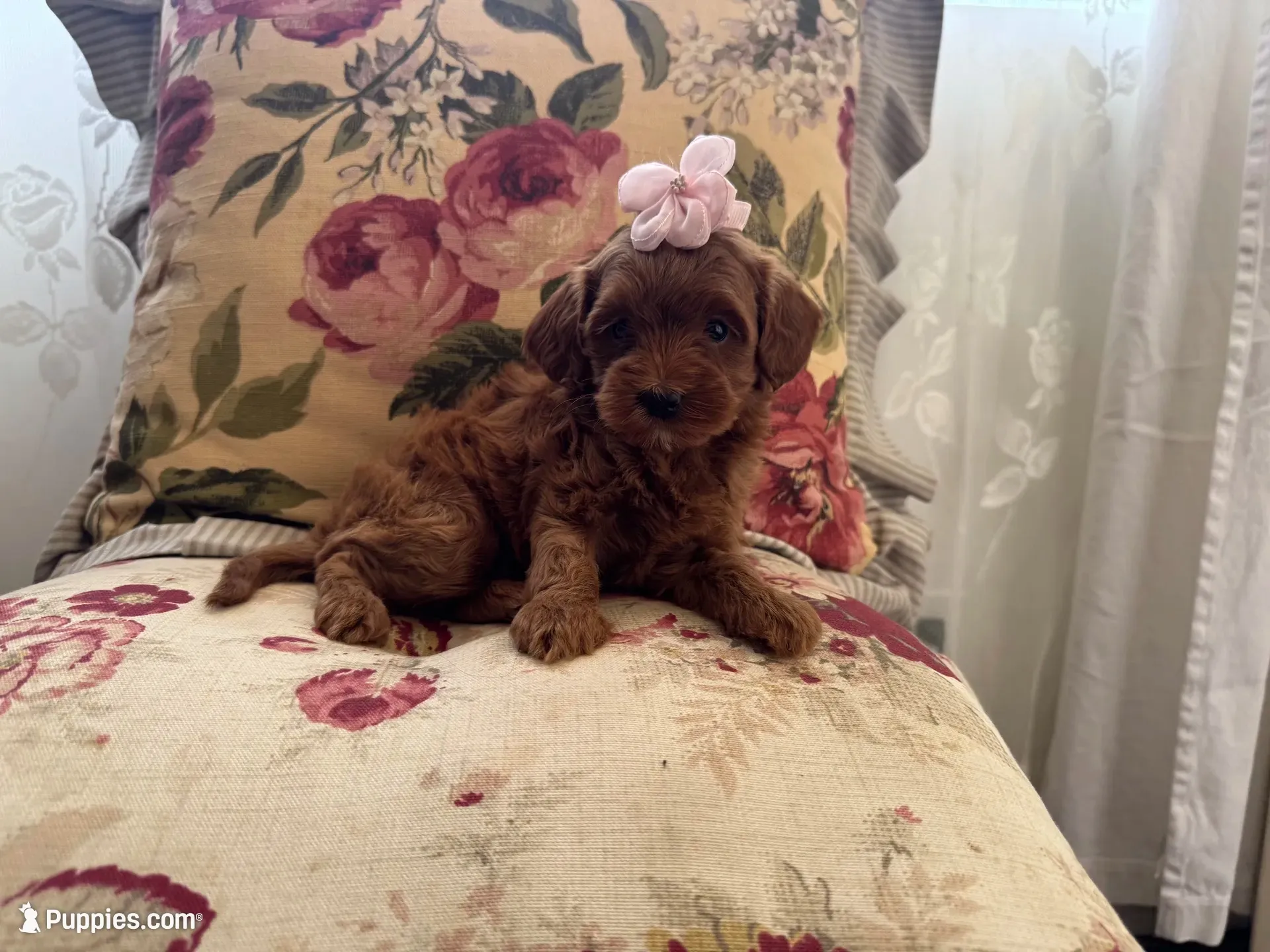 Lyla , a female Maltipoo for sale in Wildomar, CA – 2 of 4