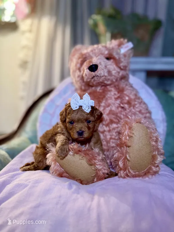 Strawberry, a female Maltipoo for sale in Wildomar, CA – Photo 1 of 3