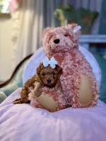 Strawberry, a female Maltipoo for sale in Wildomar, CA – Photo 1 of 3