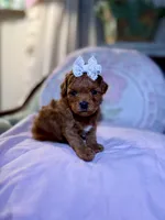 Strawberry, a female Maltipoo for sale in Wildomar, CA – Photo 3 of 3