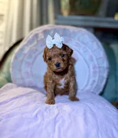 Strawberry, a female Maltipoo for sale in Wildomar, CA – Photo 2 of 3