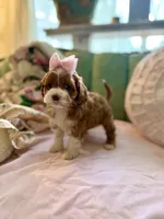 Peaches , a female Cockapoo for sale in Wildomar, CA – Photo 2 of 2